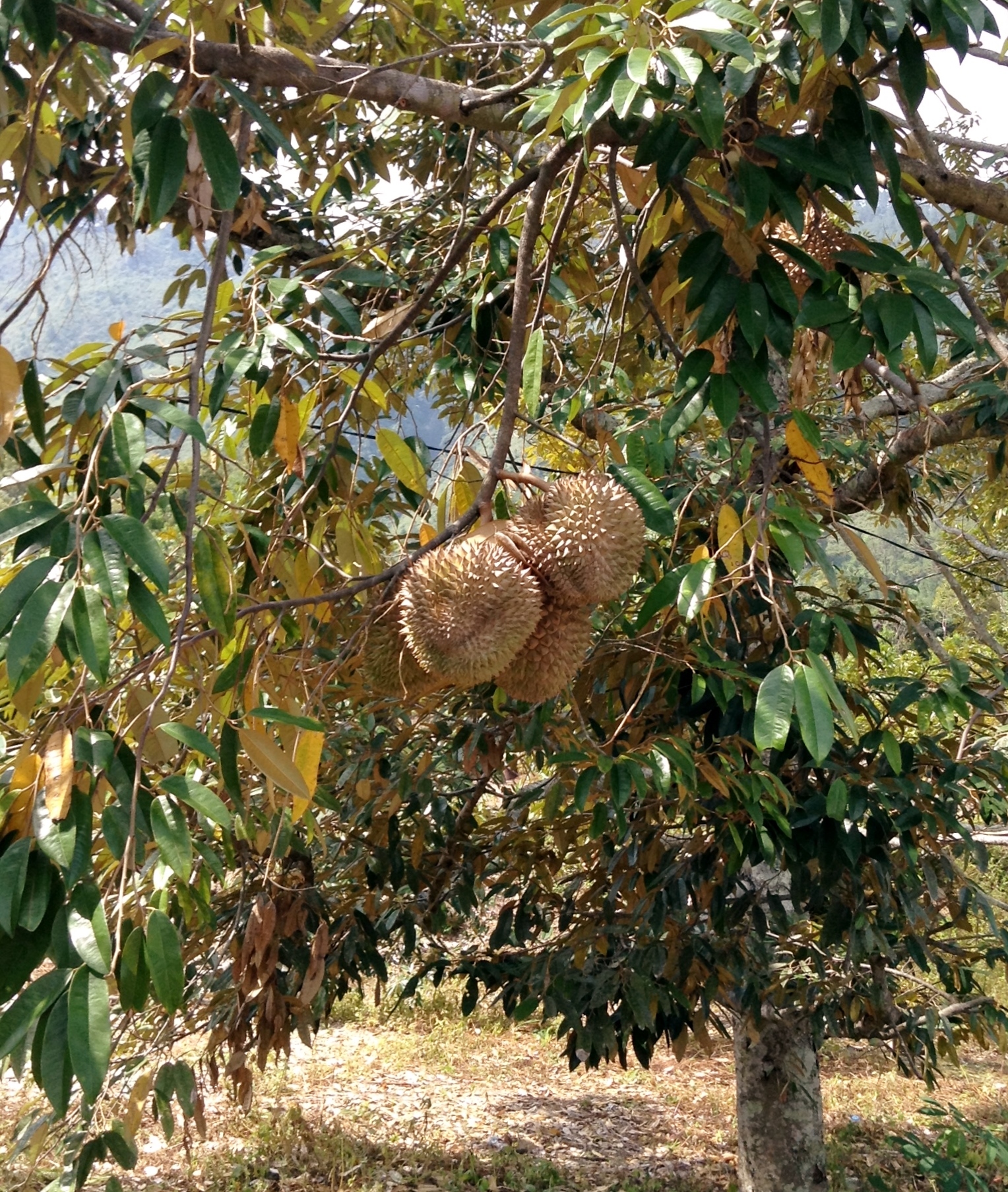 Spiky durian fruits hanging from the branch of a durian tree with long green leaves