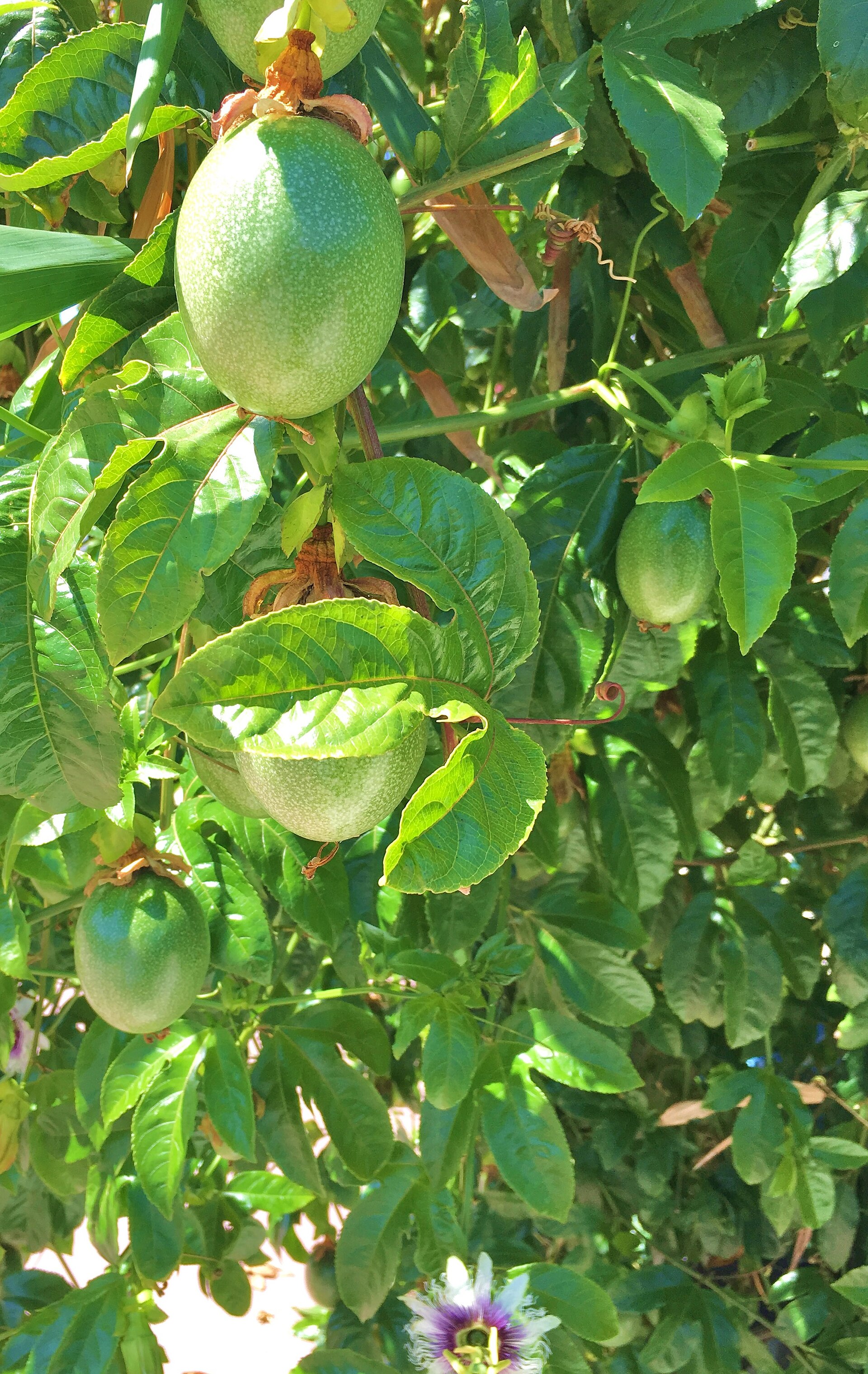 A passion fruit vine with glossy leaves, curling tendrils, several unripe green fruits hanging from the stems and one purple-and-white flower below
