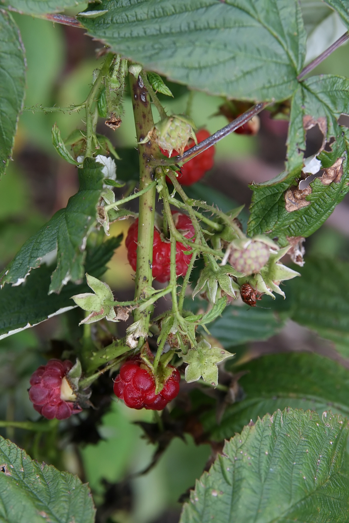 A raspberry cane with thorny stems, serrated leaves, unripe berries, and ripe red raspberries growing on the plant
