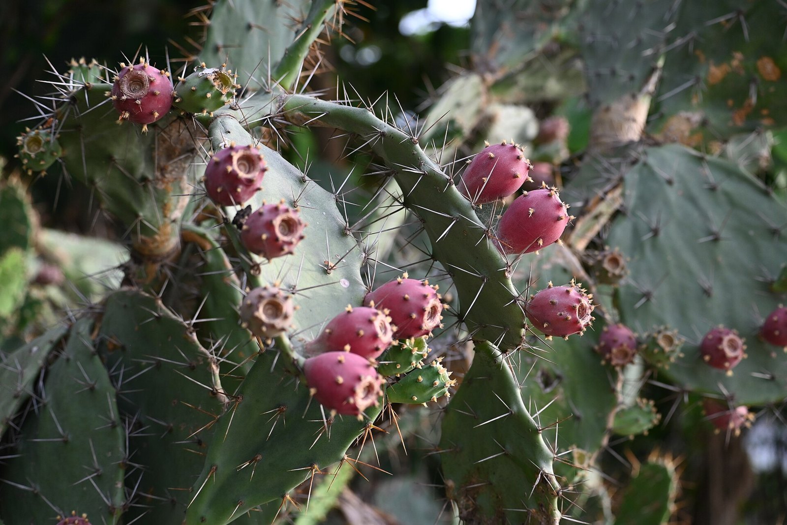 A prickly pear cactus with flat spiny pads topped by ripening pink-red fruits