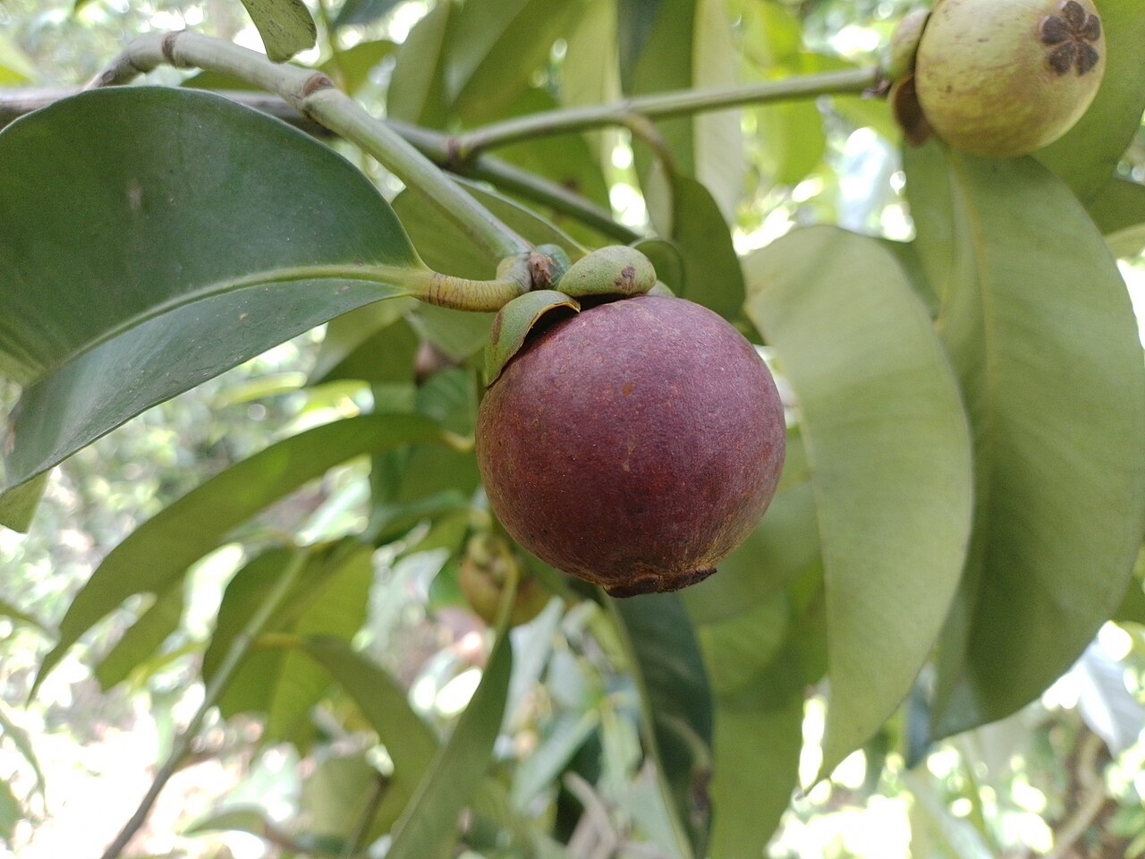 A dark red-purple mangosteen fruit hanging on the tree among thick glossy green leaves