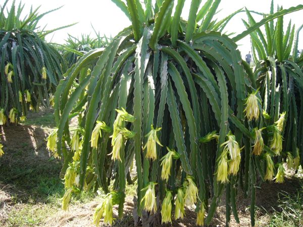 A dragon fruit cactus trained over a post, its thick three-sided green stems draping down and covered with pale yellow flower buds
