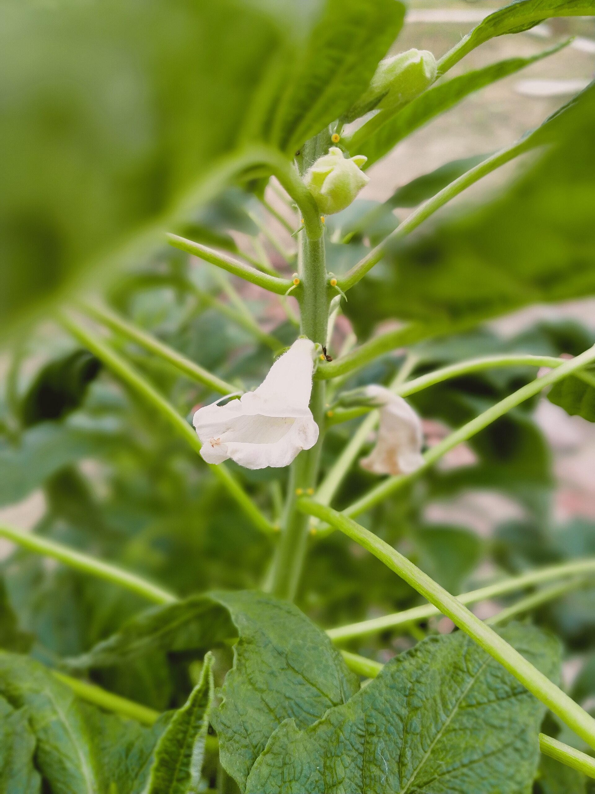 Sesame plants growing upright with green seed pods along the stem