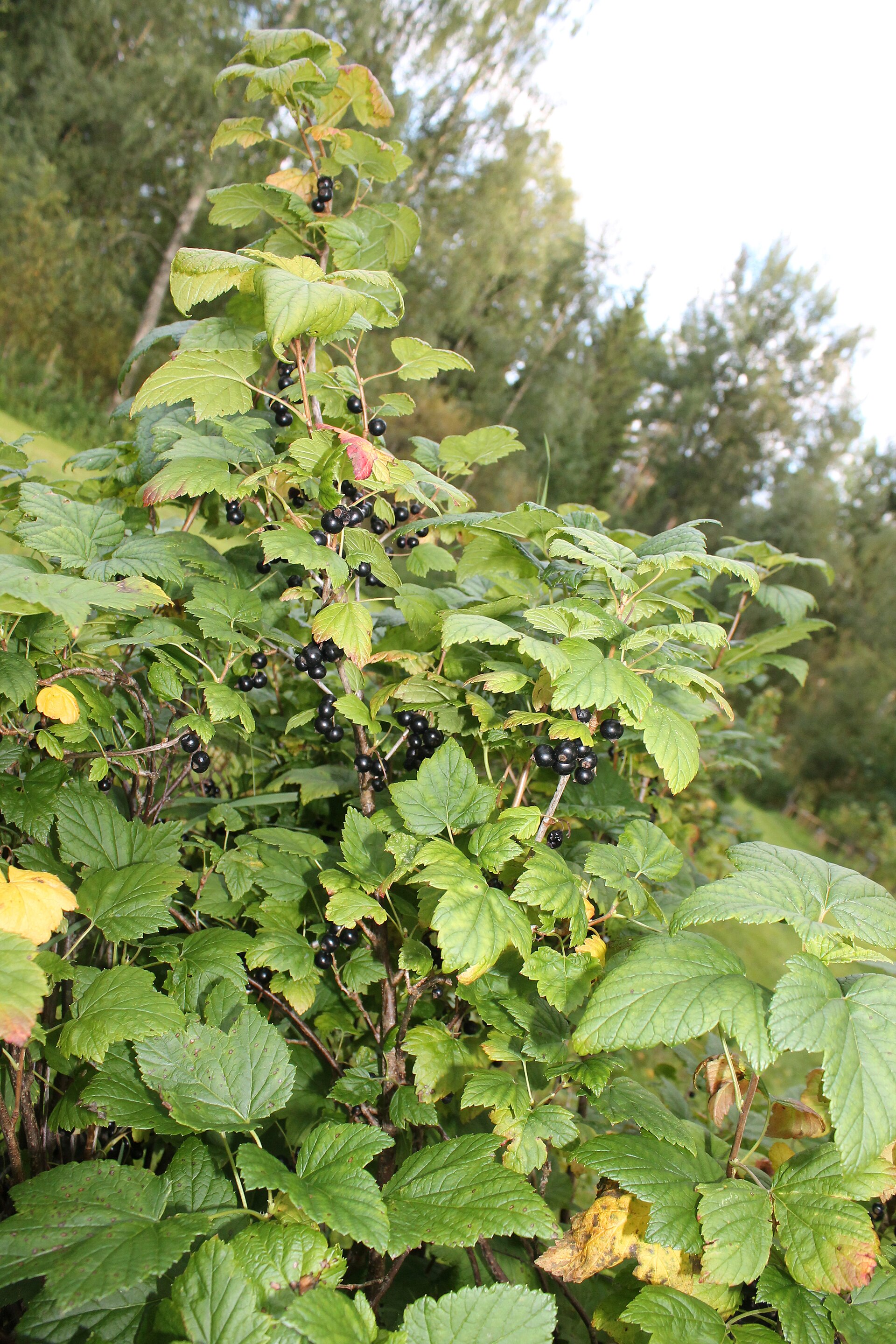 A whole blackcurrant bush growing in a garden, upright stems covered in lobed leaves with dark berries beneath