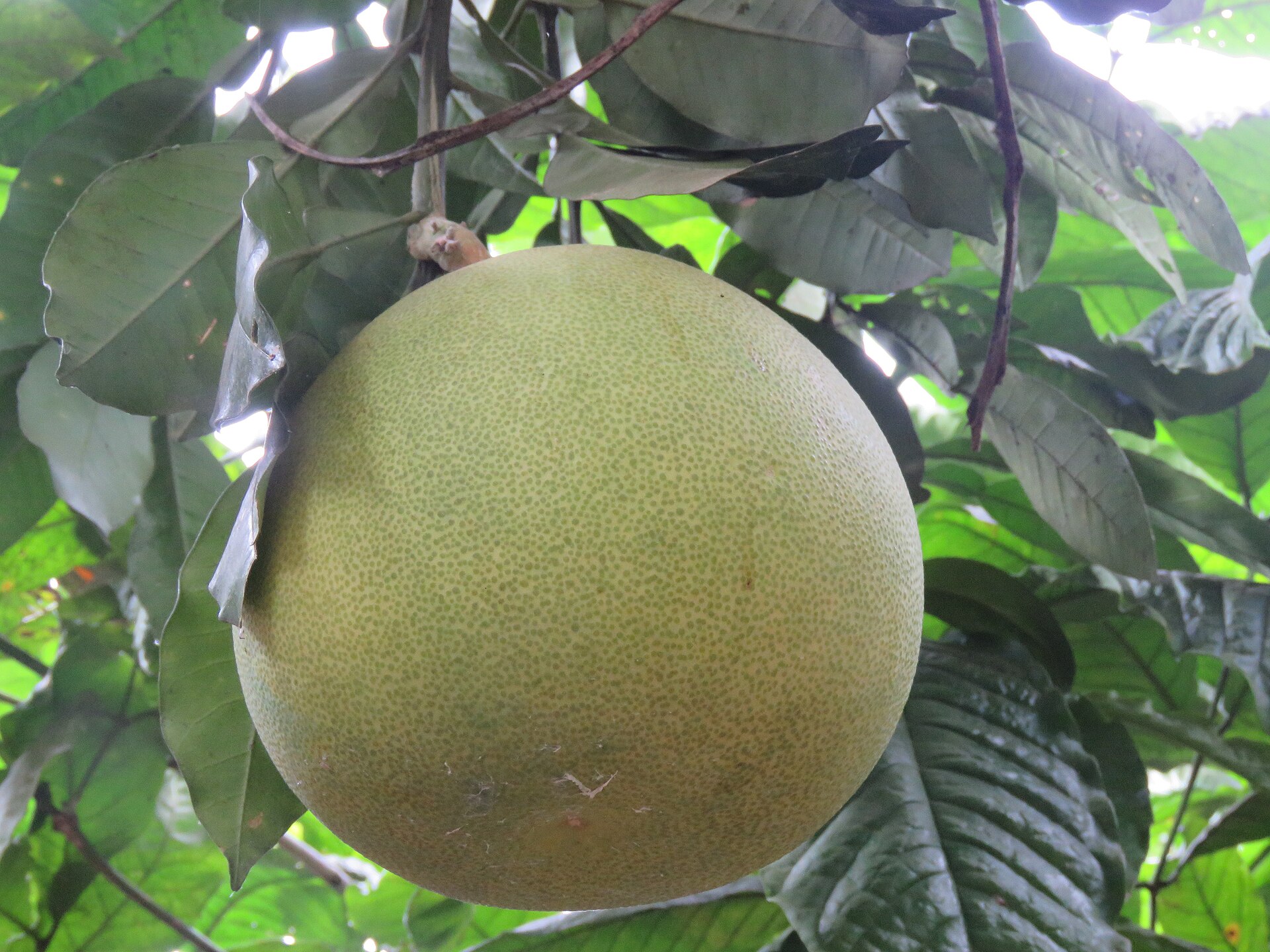 One large pale green pomelo hanging from the branch of a pomelo tree among broad dark green leaves