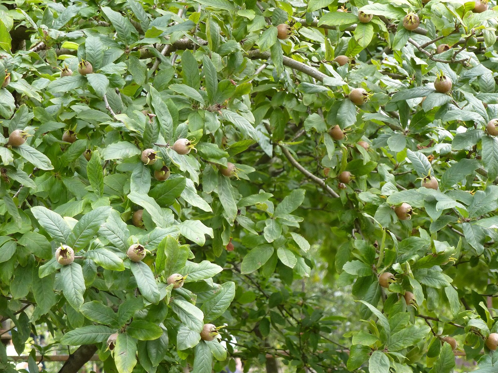 A medlar tree in leaf with many small brown fruits sitting upright among long green leaves on the branches