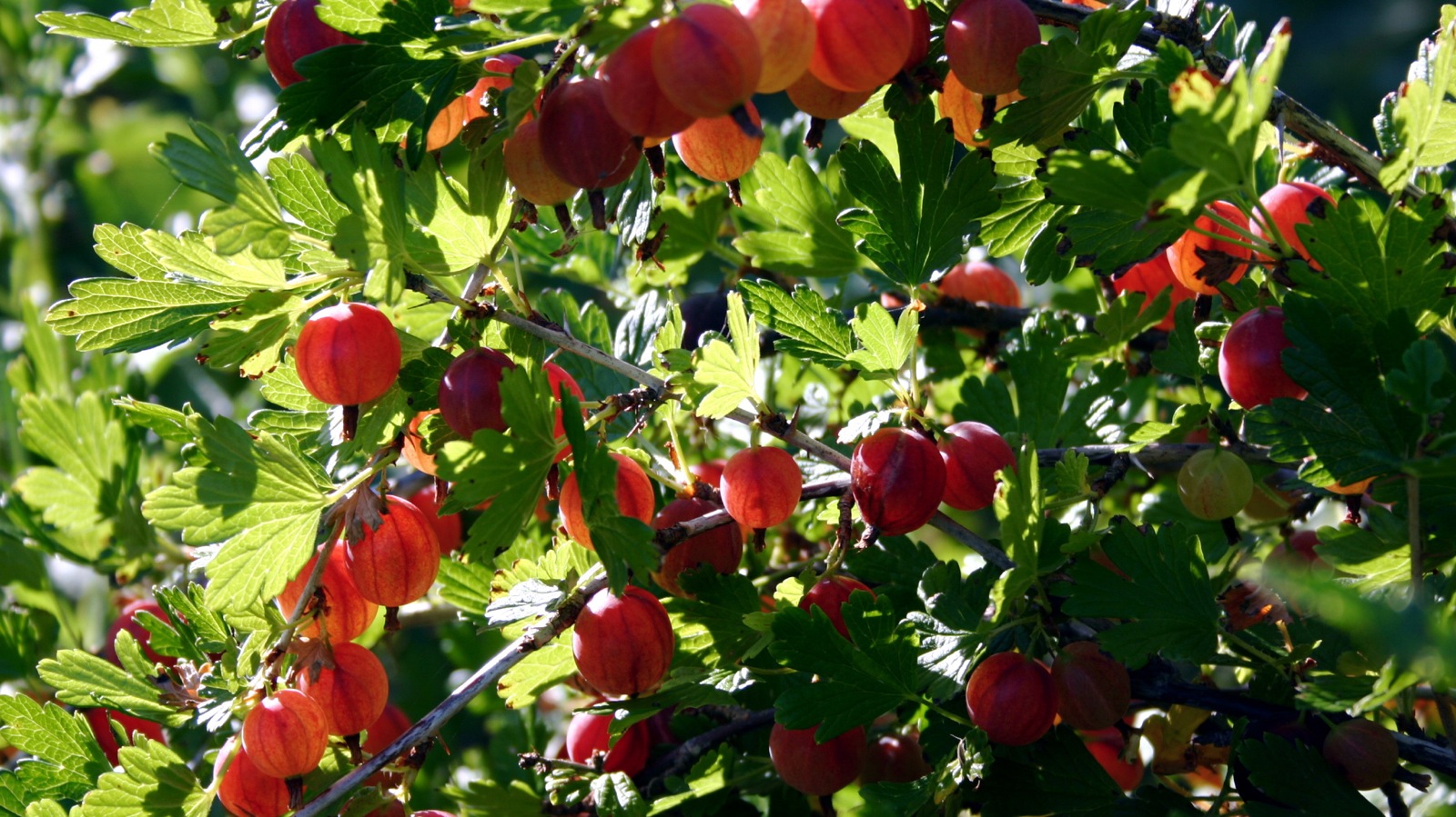 A gooseberry bush in sunlight with dark red berries hanging singly beneath thorny arching stems and small lobed leaves