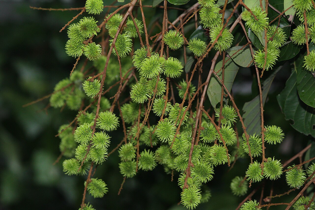 A rambutan tree branch carrying clusters of green unripe hairy fruits among broad leaves