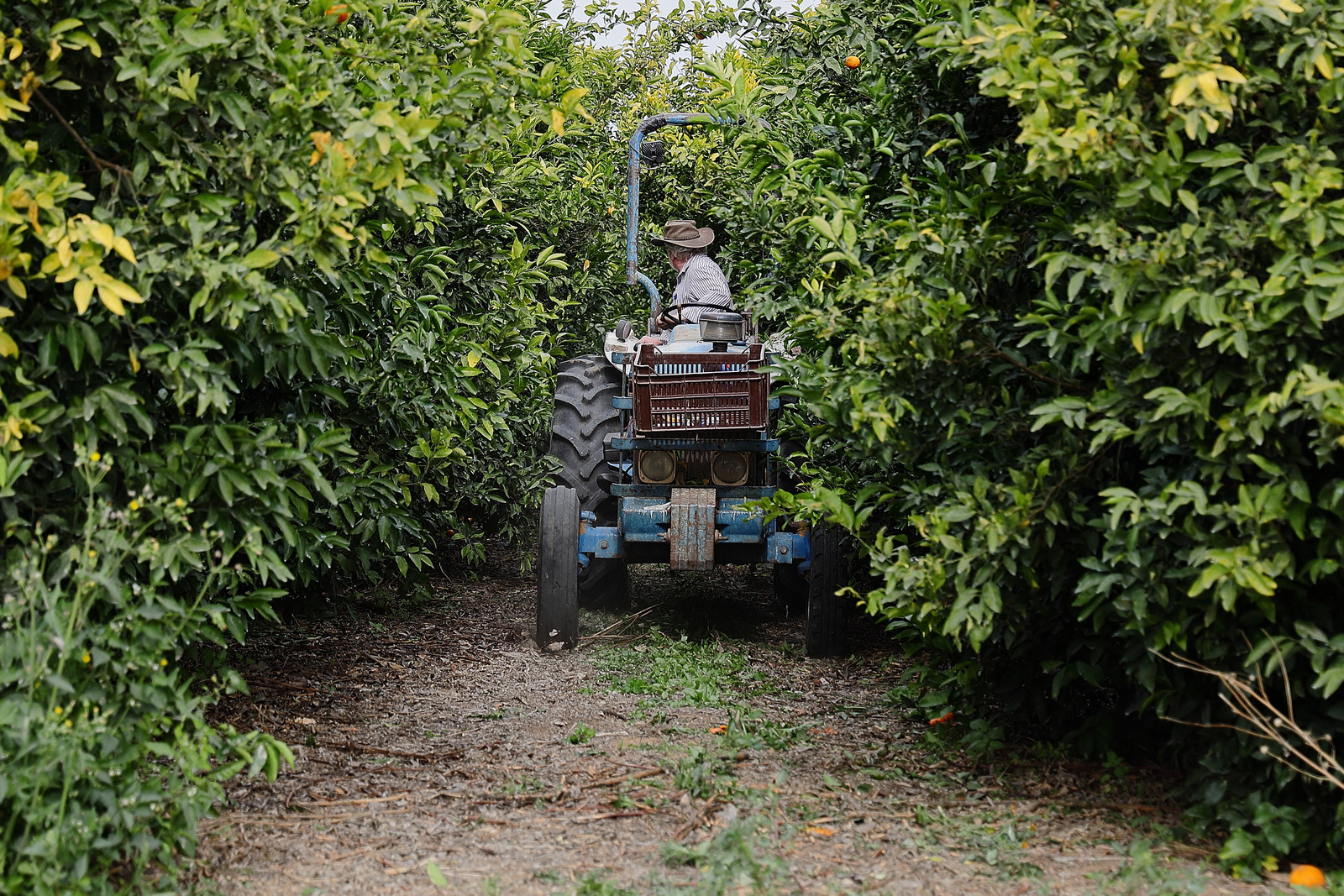 Rows of low clementine trees loaded with orange fruit in a grove, with a tractor working between the rows