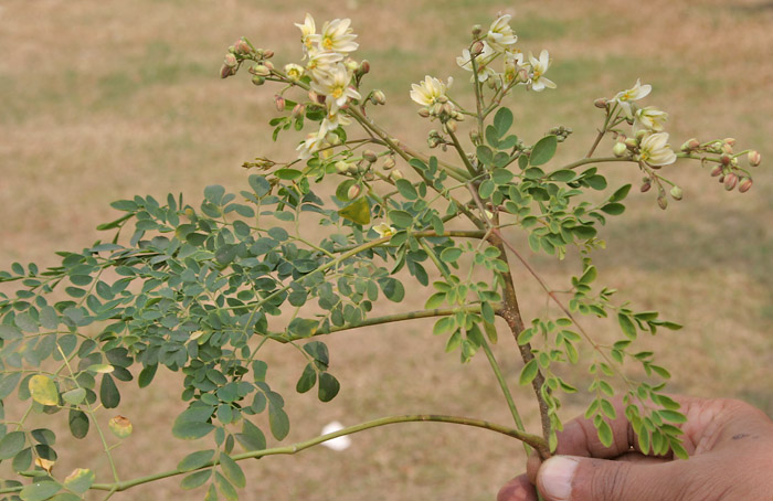 Moringa