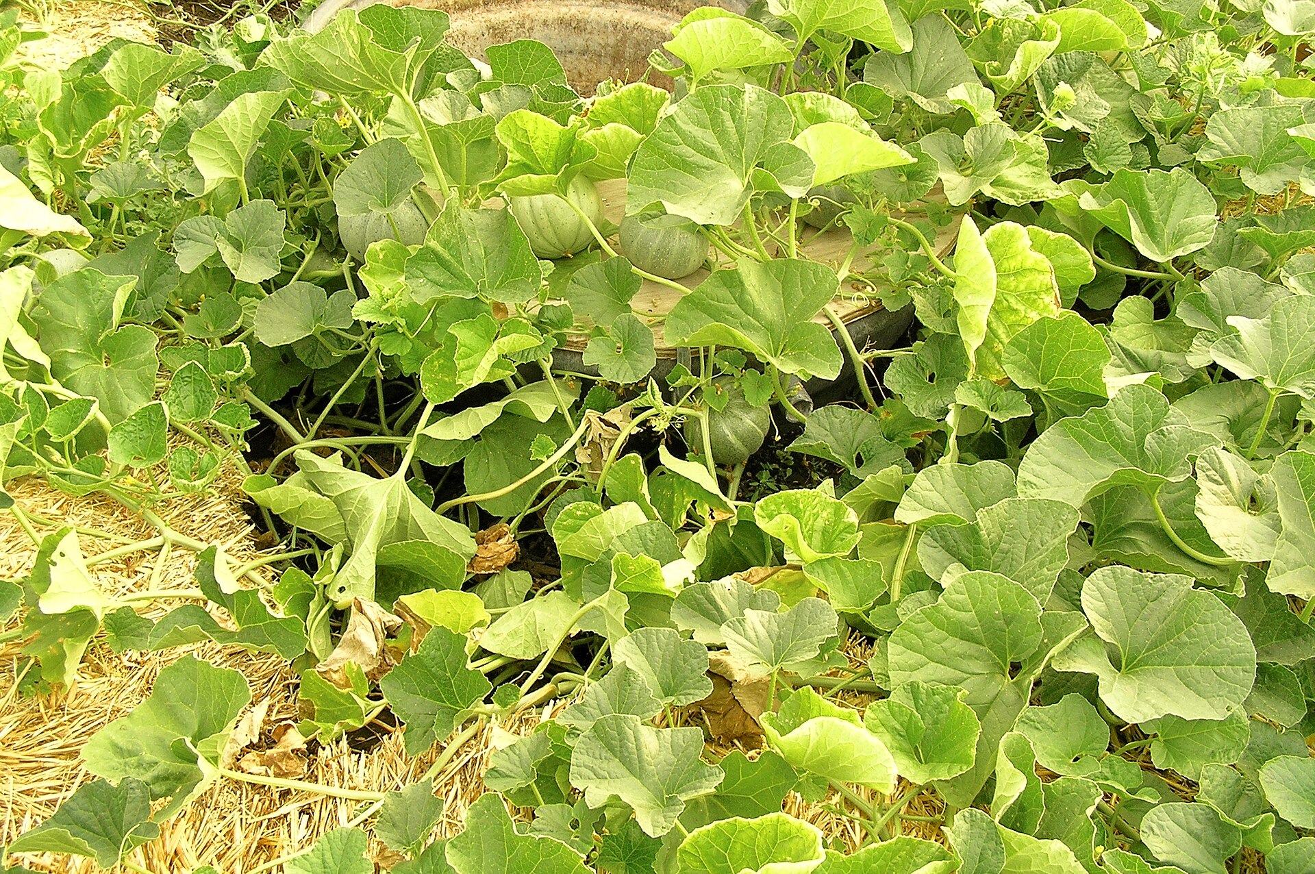 Melon vines with broad round leaves spreading over straw, with several young green melons resting on the ground among the stems