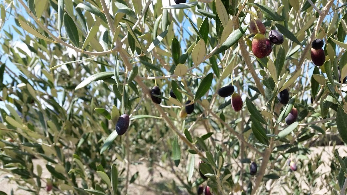 An olive tree branch in sunlight carrying green and ripening purple olives among narrow silver-green leaves