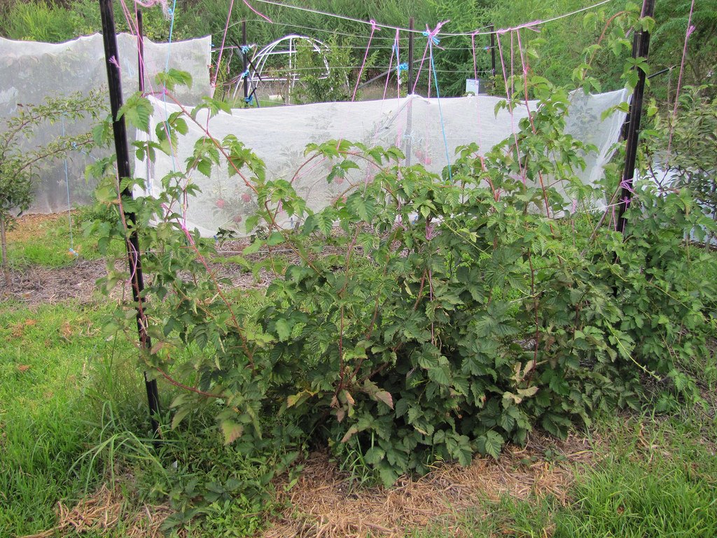 A boysenberry plant growing as a low thicket of leafy canes tied to garden stakes and wires