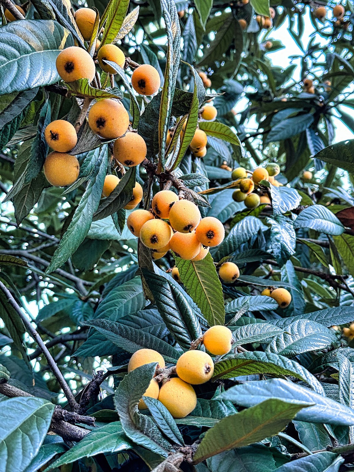 A loquat tree branch hung with clusters of orange fruit among long, dark, deeply veined leaves