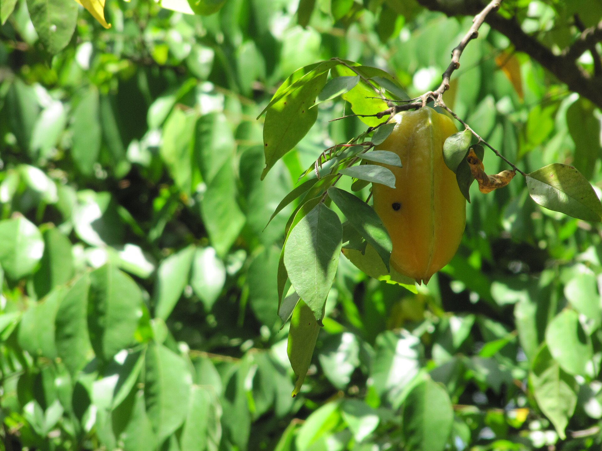 A single ripe yellow star fruit hanging from a thin branch of a carambola tree among small oval green leaves