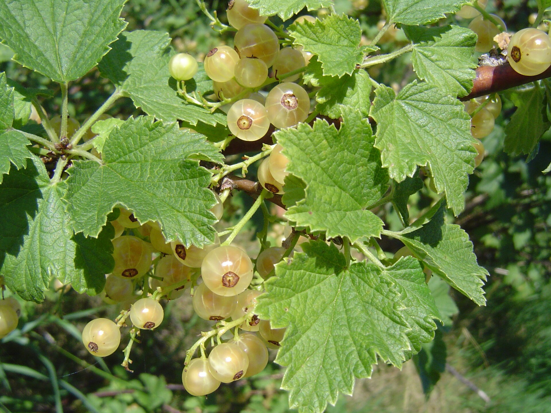 A white currant bush with broad lobed leaves and several strings of pale cream-coloured berries hanging beneath them