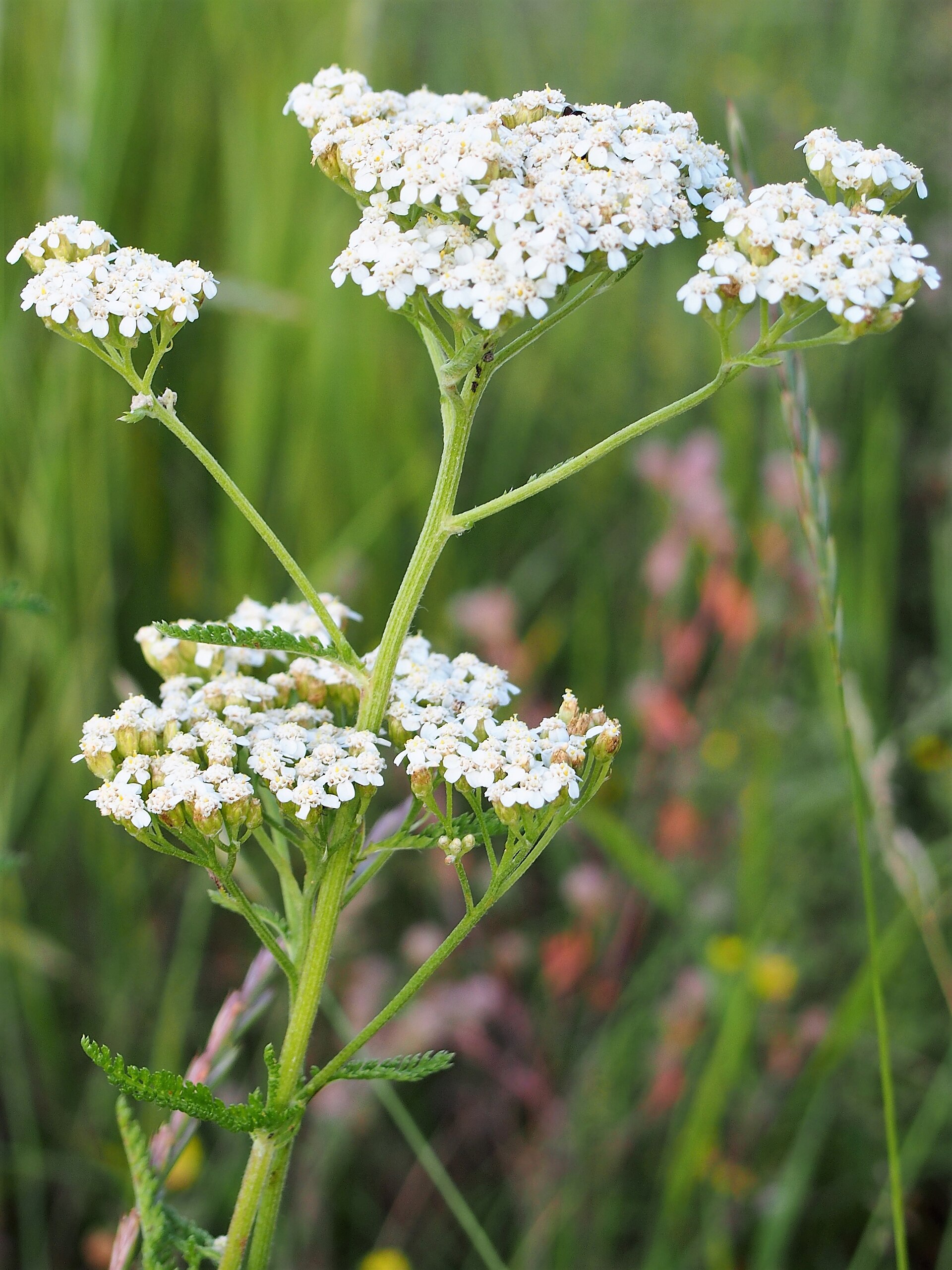 Flat white yarrow flower heads on tall stems with fine feathery leaves, growing in a meadow