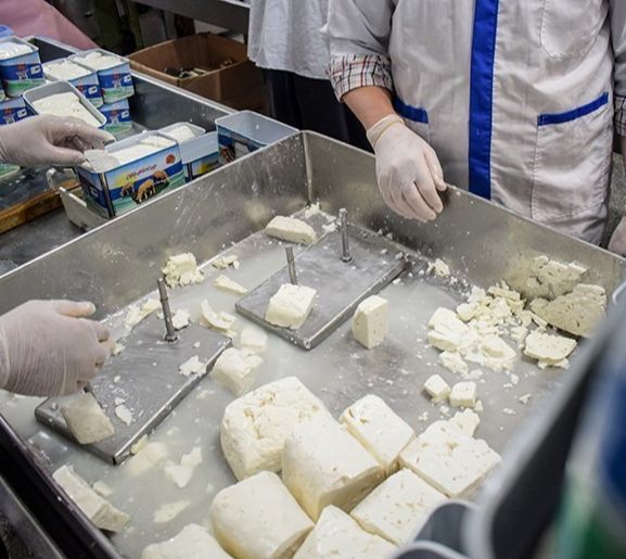 Workers cutting aged Lighvan cheese into blocks and packing it into tins