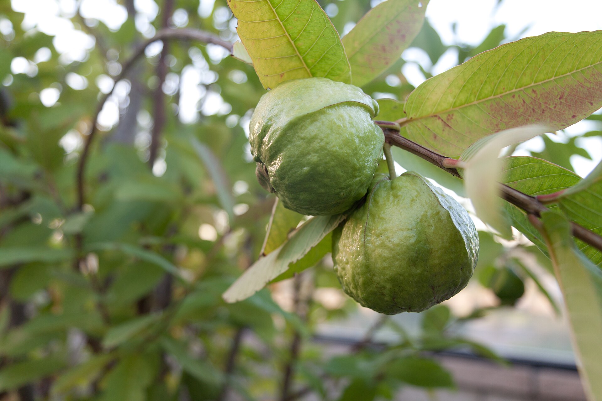 Two ripening guavas hanging from a woody branch of a guava tree, surrounded by long veined green leaves