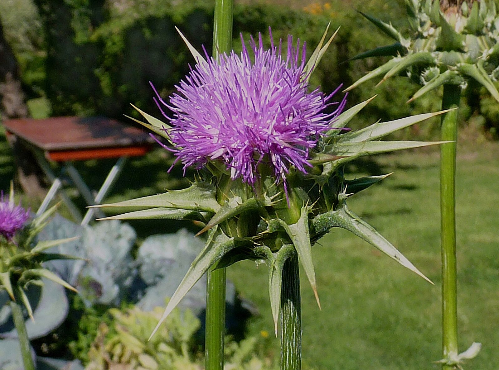A single purple milk thistle flower head on a tall stem, ringed by long sharp green spines
