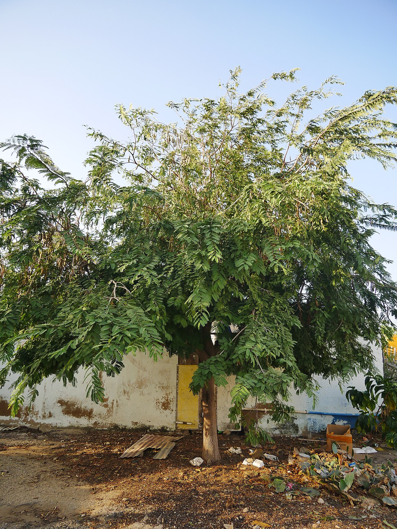 A tamarind tree with a broad canopy of small feathery leaves and brown pods hanging from the branches