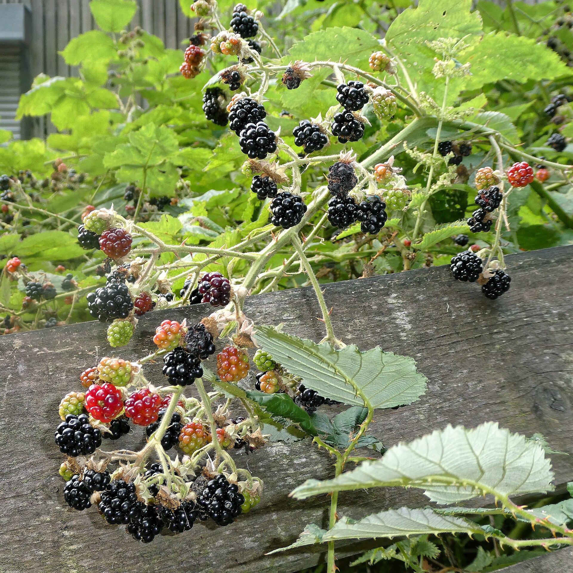 A thorny blackberry bramble growing over a wooden rail, with green, red and ripe black berries on the same arching stem