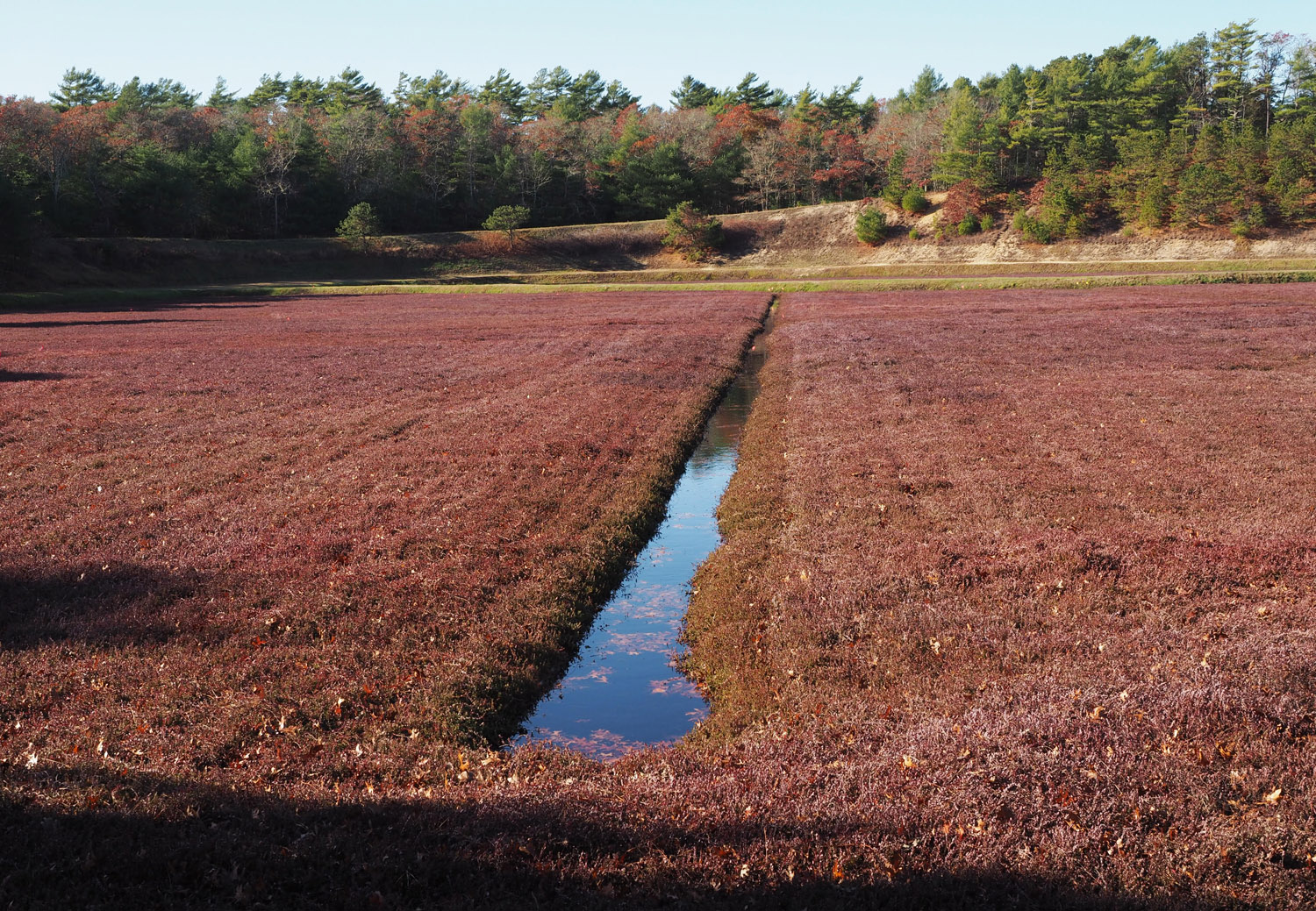 A low red carpet of cranberry plants filling a sandy bog field beside a water ditch, with pine woods along the far edge
