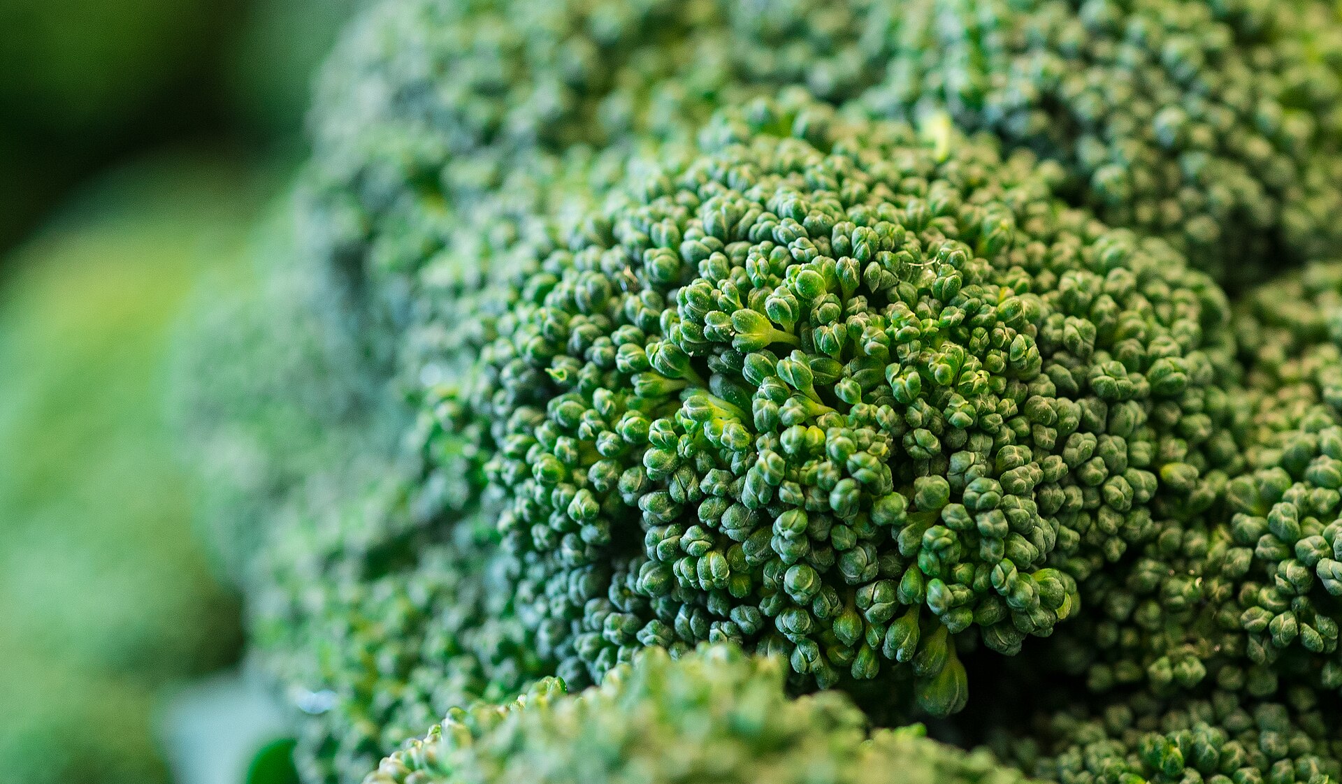 Broccoli