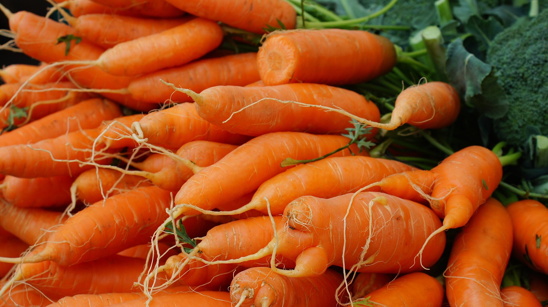 Carrot