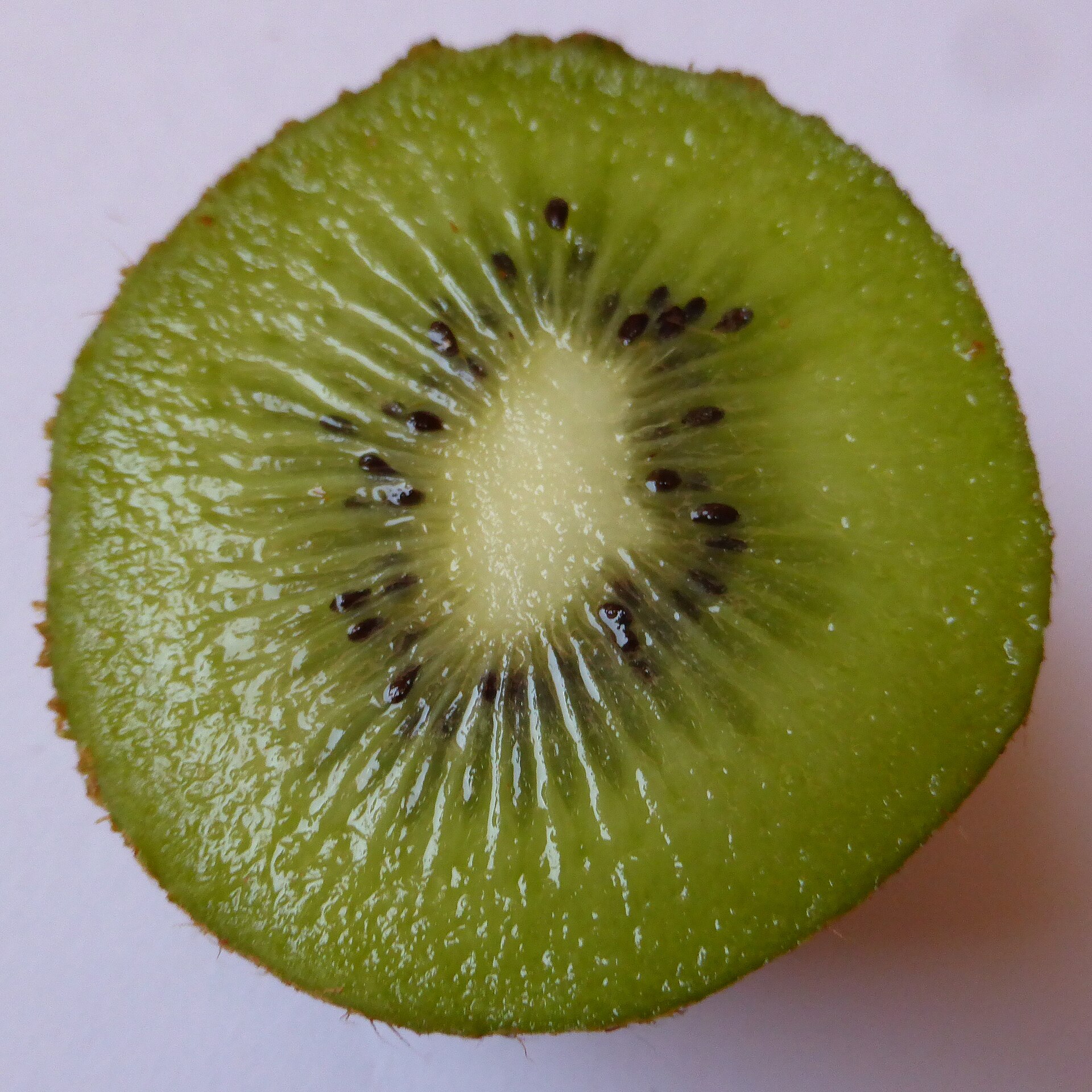Kiwi