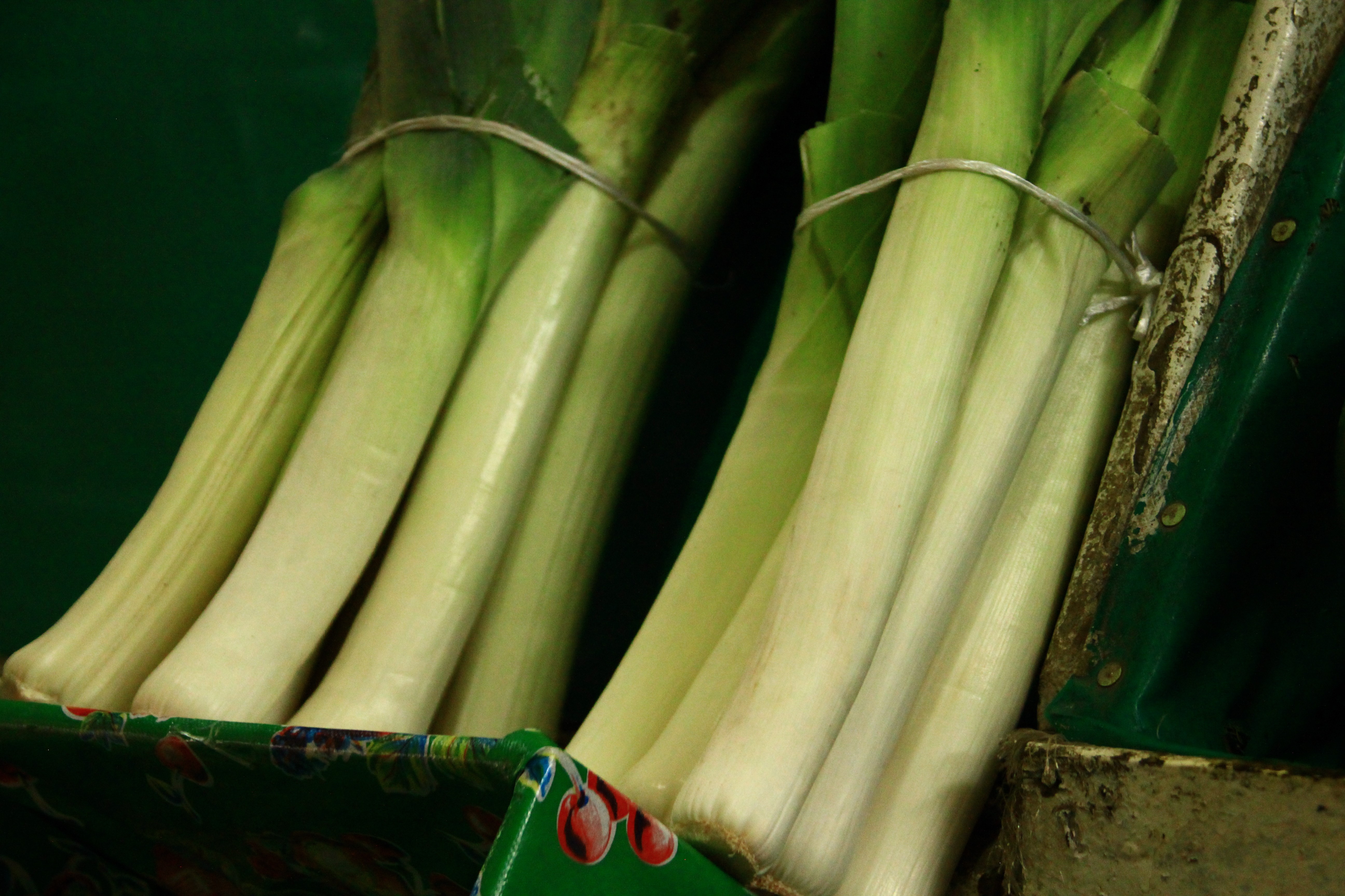 Leek