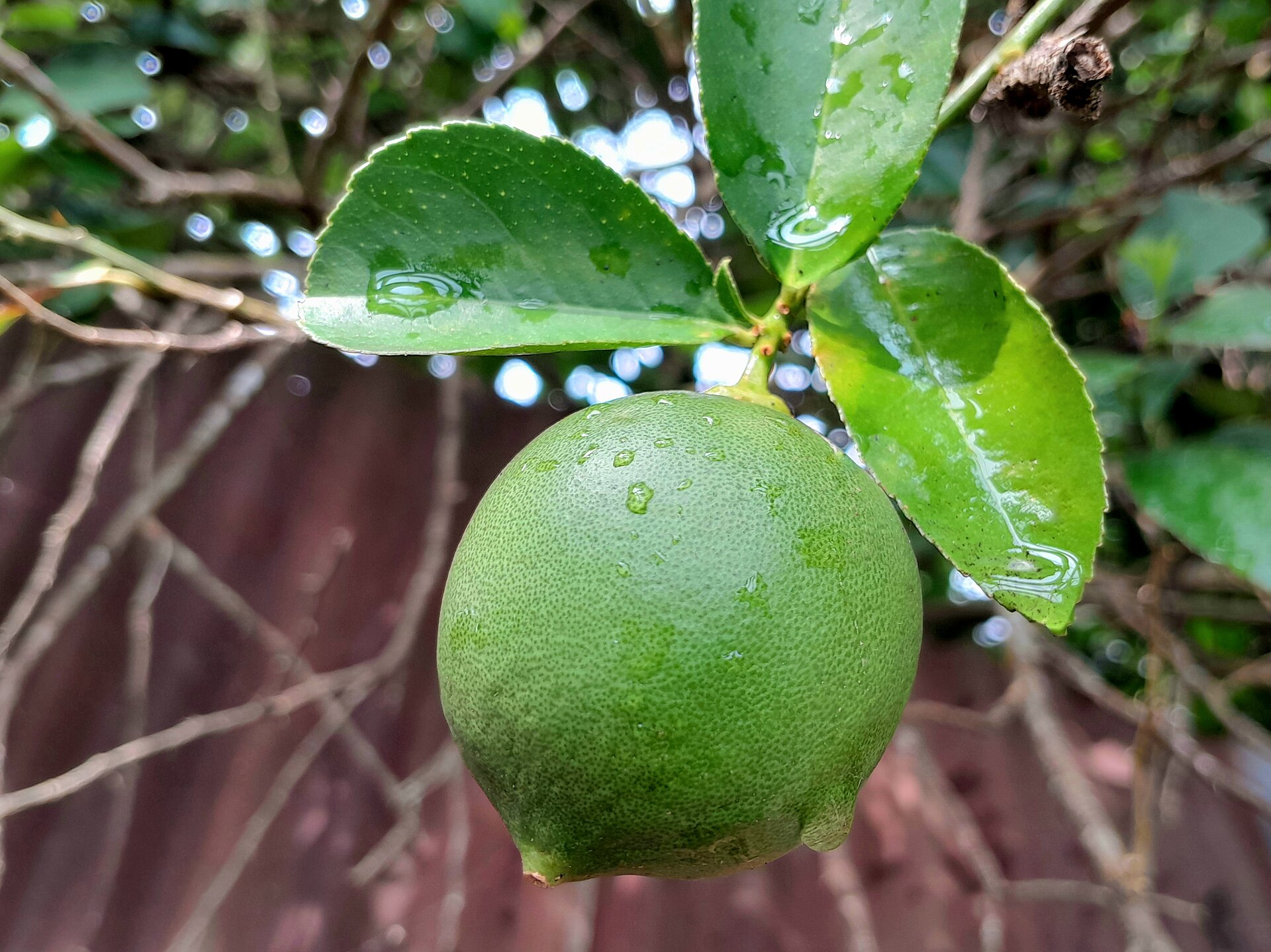 Lime